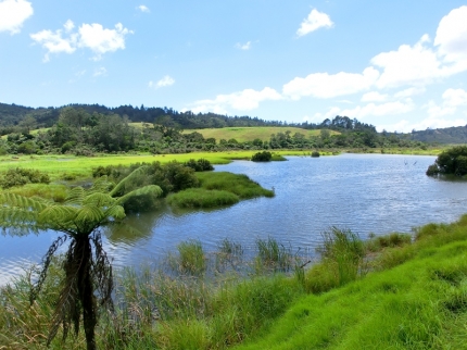 whangarei (16)